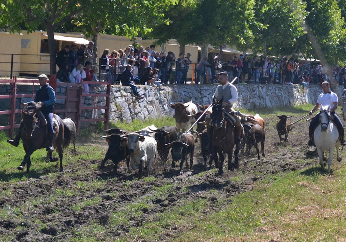 El encierro a caballo, con dos citas, es un momento estelar de los festejos.