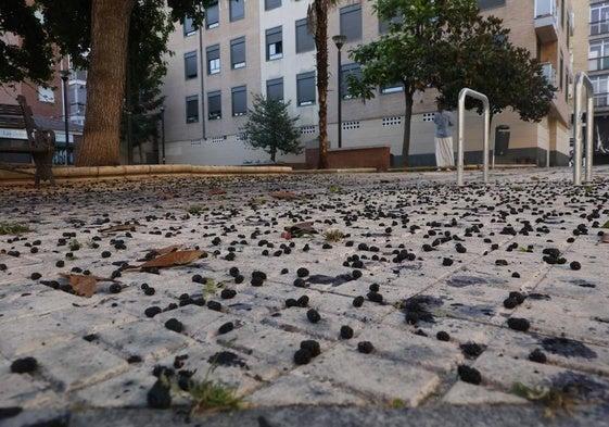 ¡Esta plaza merece una limpieza!