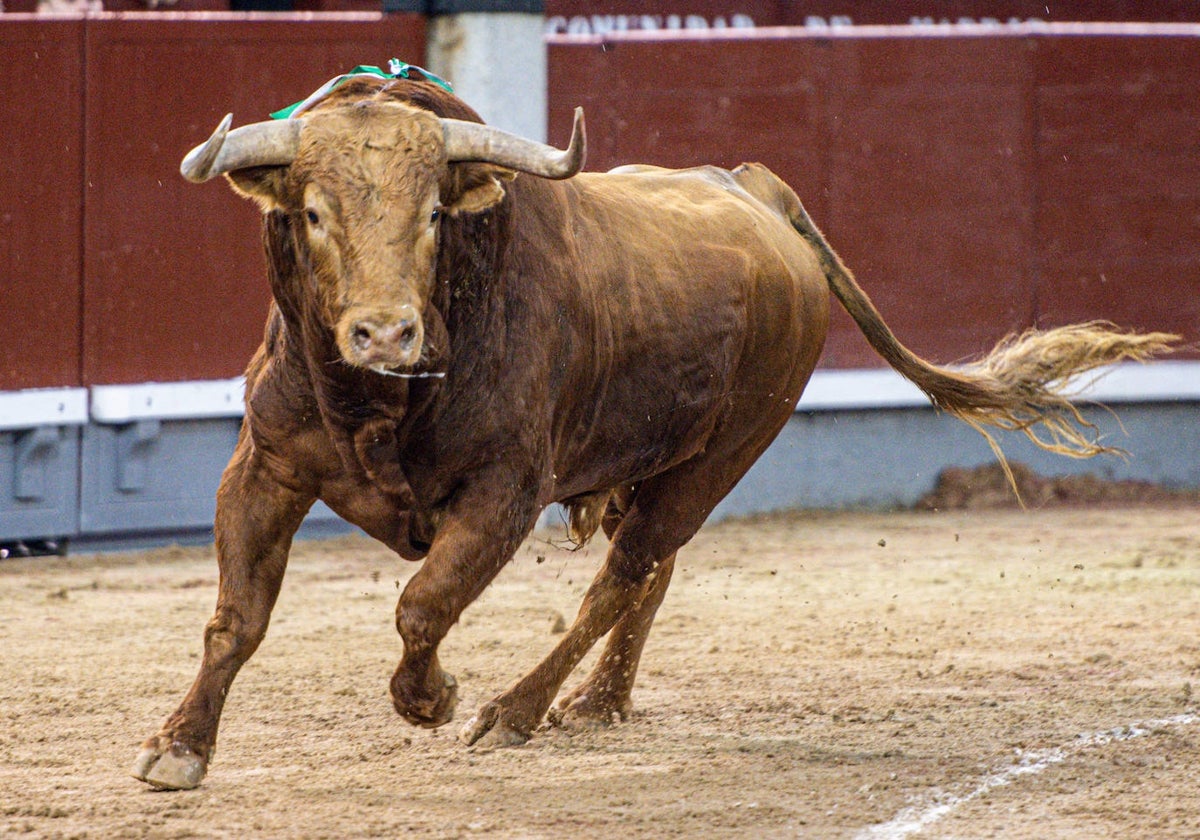 Brigadier, en su salida al ruedo de Las Ventas el pasado 14 de mayo.