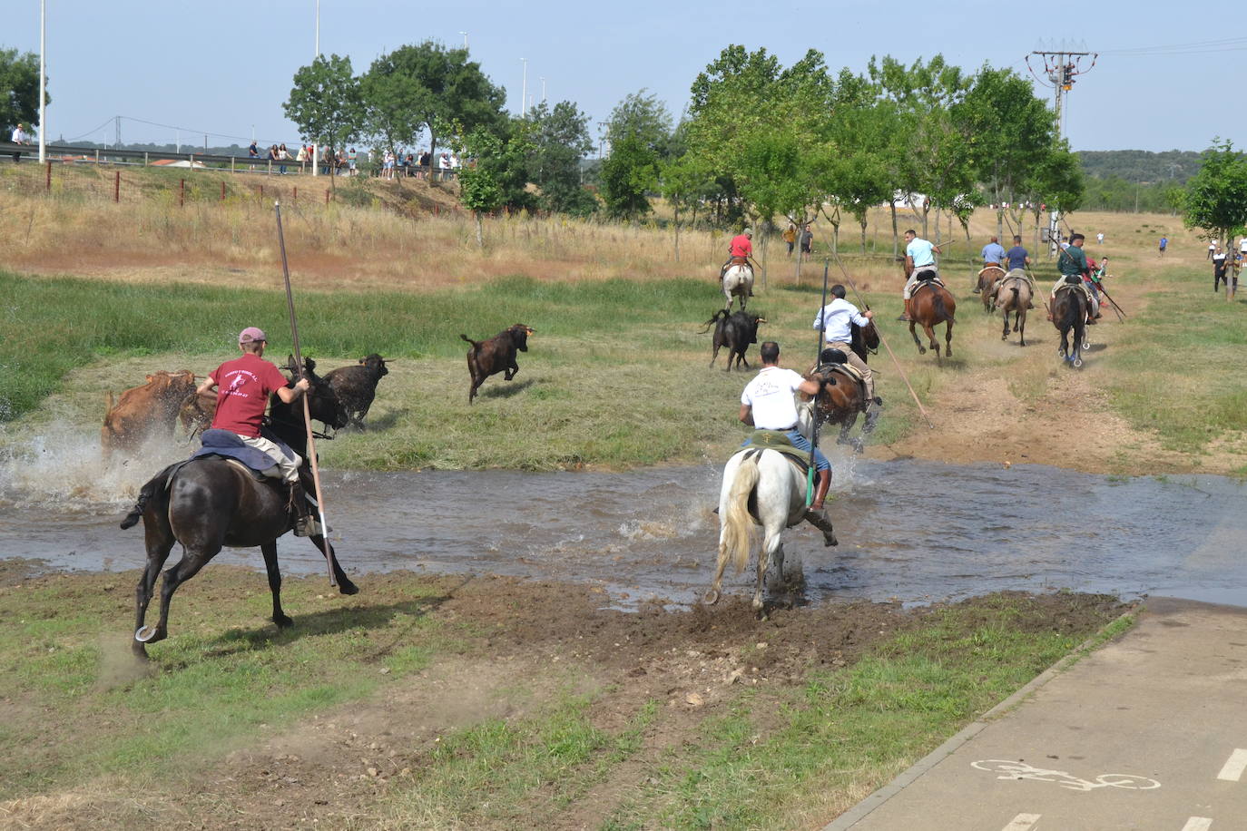 Rápido y bello trabajo caballista en Sancti Spíritus