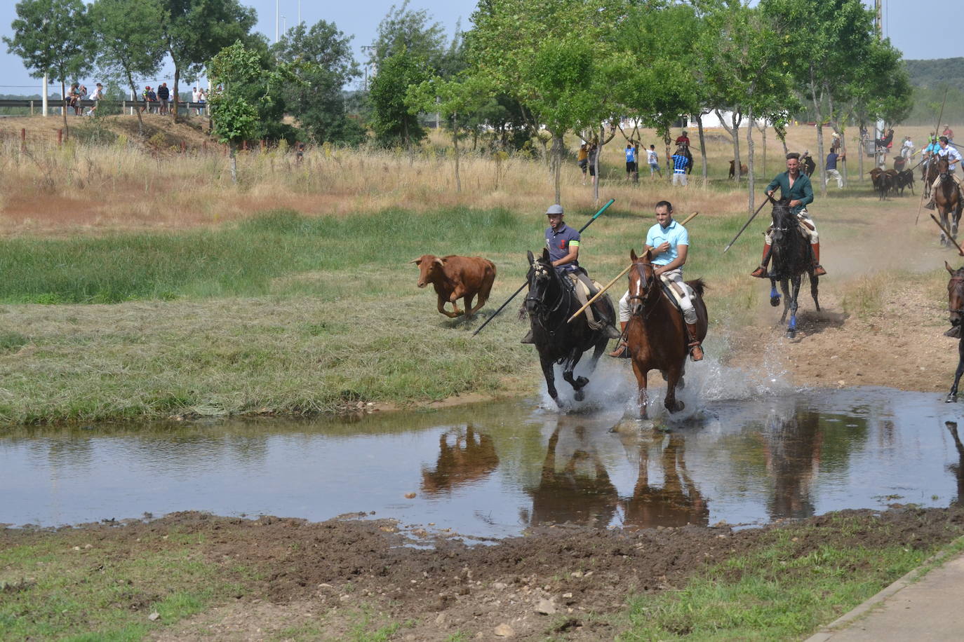 Rápido y bello trabajo caballista en Sancti Spíritus