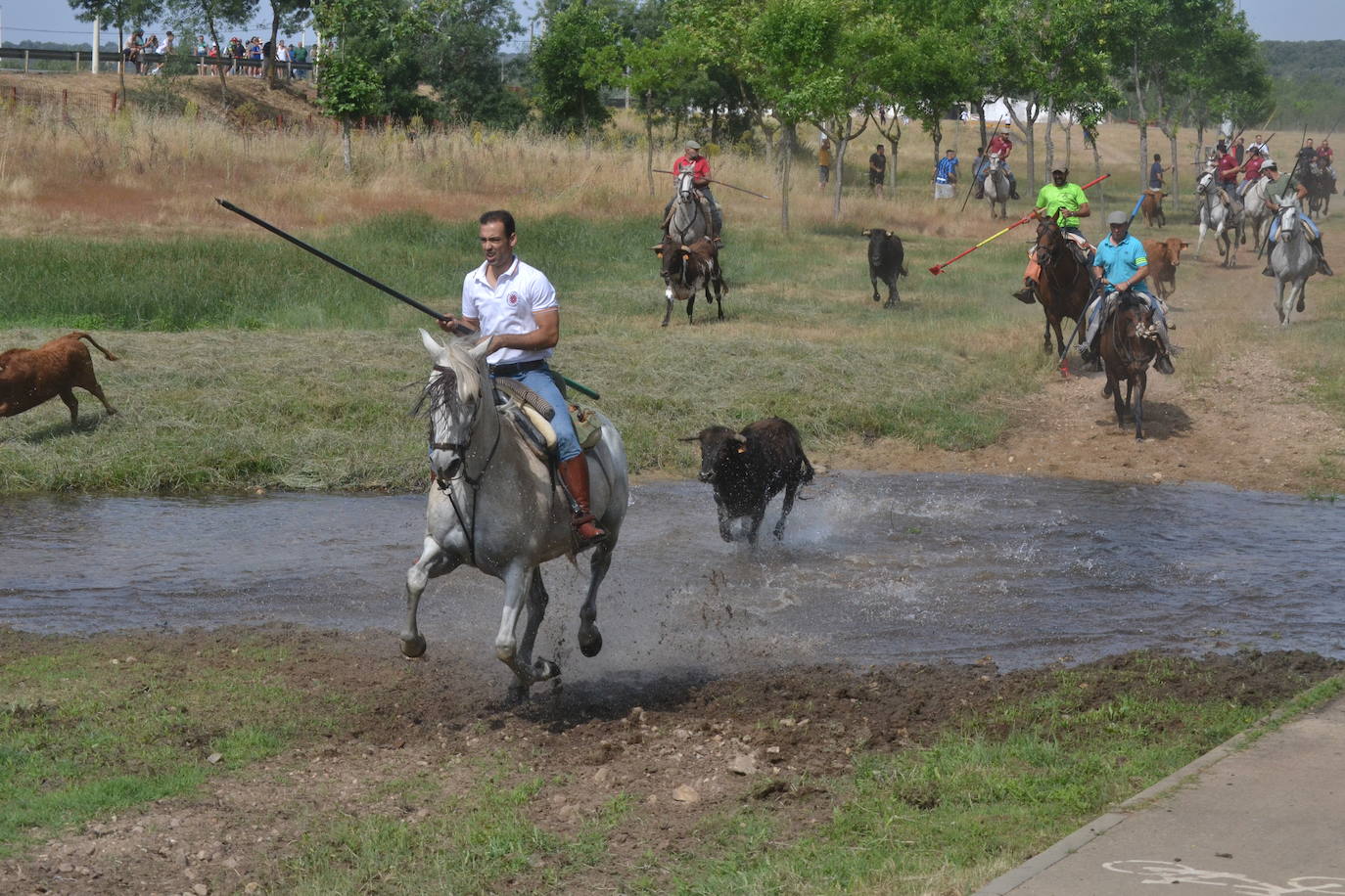 Rápido y bello trabajo caballista en Sancti Spíritus