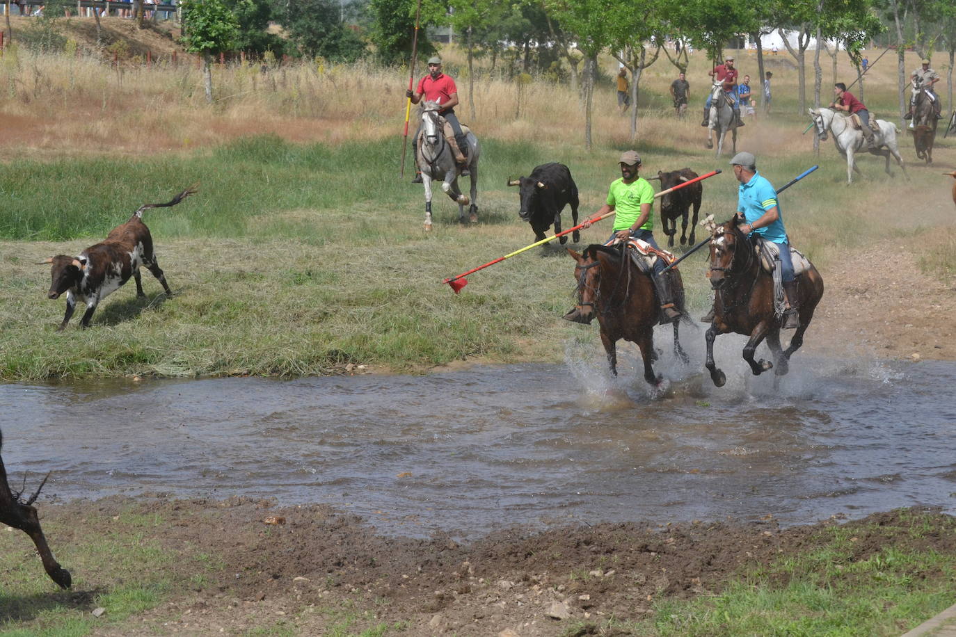Rápido y bello trabajo caballista en Sancti Spíritus