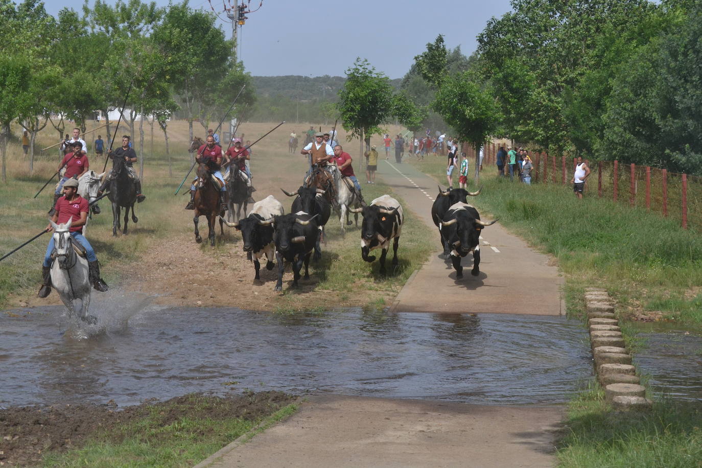 Rápido y bello trabajo caballista en Sancti Spíritus