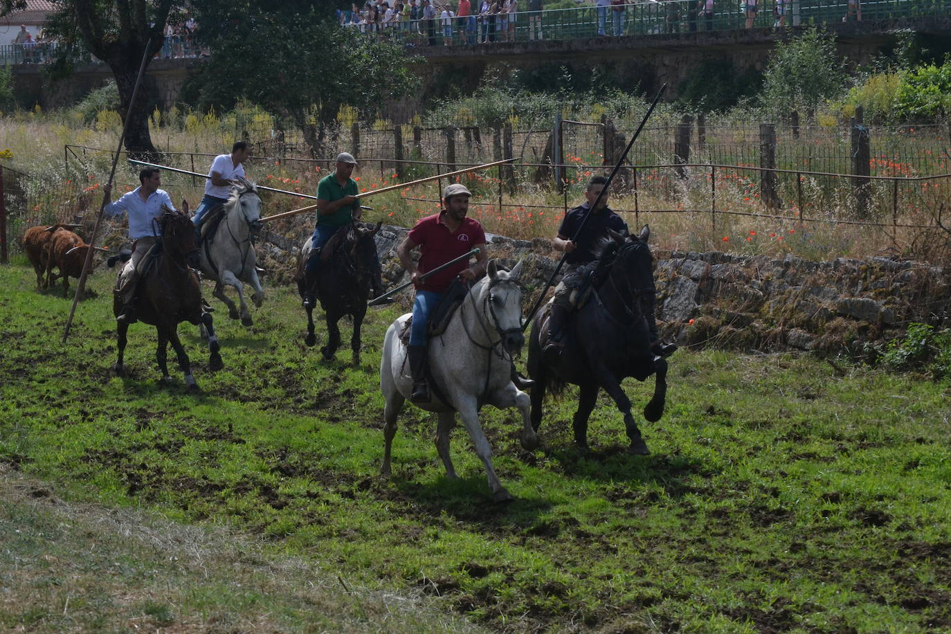 Rápido y bello trabajo caballista en Sancti Spíritus