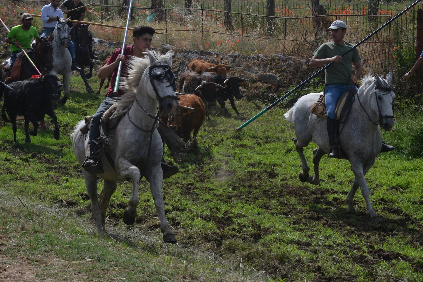 Rápido y bello trabajo caballista en Sancti Spíritus