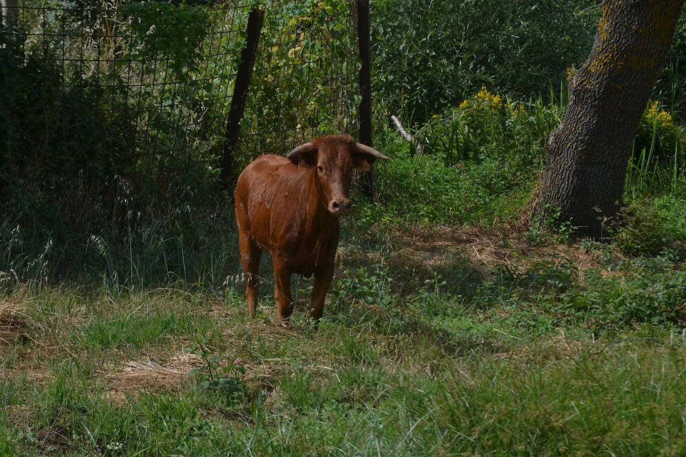 Rápido y bello trabajo caballista en Sancti Spíritus