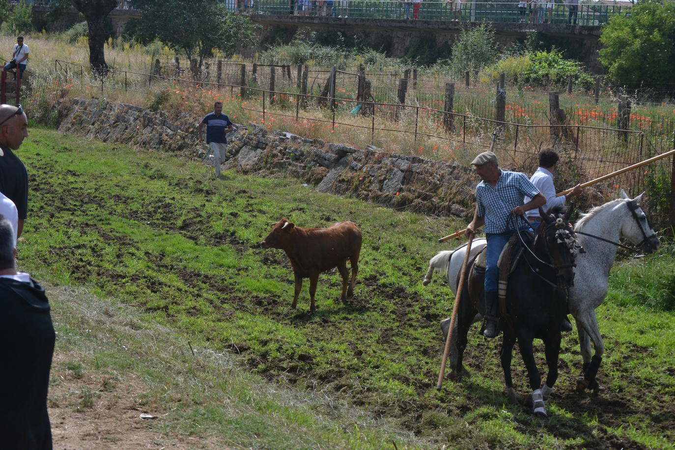 Rápido y bello trabajo caballista en Sancti Spíritus