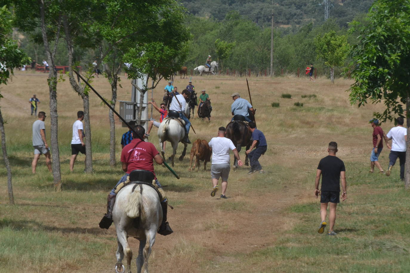 Rápido y bello trabajo caballista en Sancti Spíritus