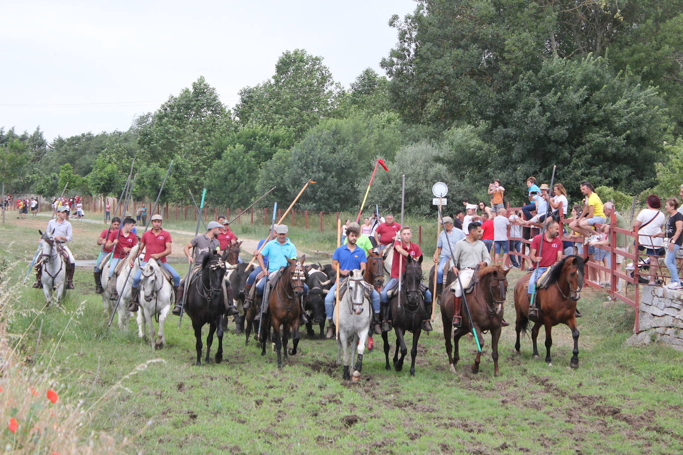 Último y trepidante encierro a caballo en Sancti Spíritus