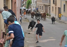 Un mozo corre delante de uno de los astados del encierro de Hinojosa de Duero