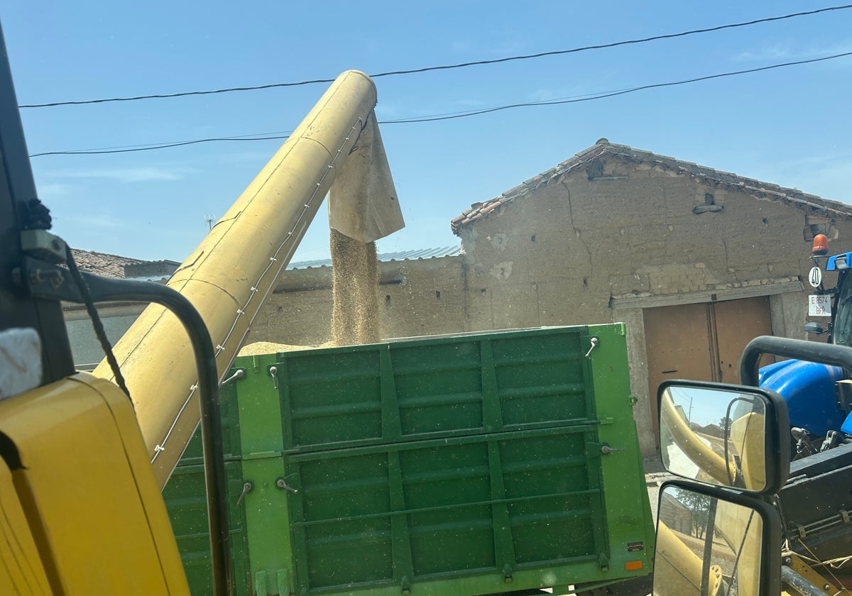 Pase de la cebada desde la cosechadora al remolque, en Pajares de la Laguna.