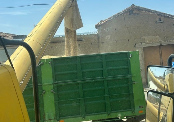 Pase de la cebada desde la cosechadora al remolque, en Pajares de la Laguna.