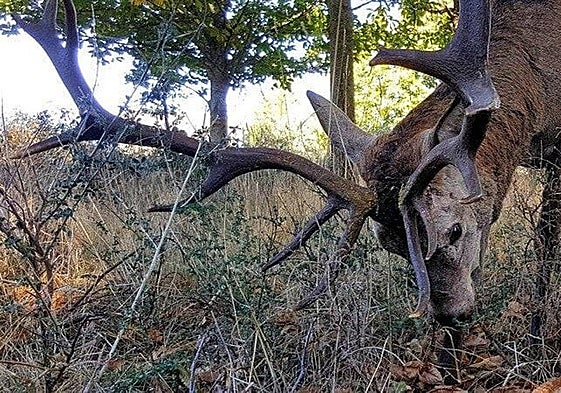 El ciervo Carlitos en las inmediaciones de Linarejos. Foto cedida por los vecinos de la localidad.