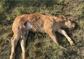Imagen de uno de los terneros muertos debido al ataque de buitres en la localidad de El Cabaco