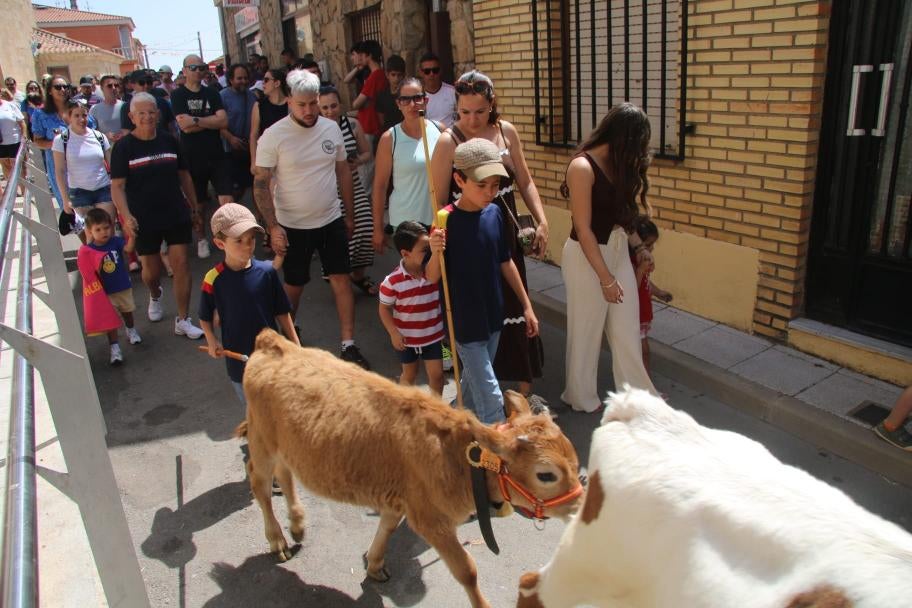 Los minibueyes triunfan en Castellanos de Villiquera