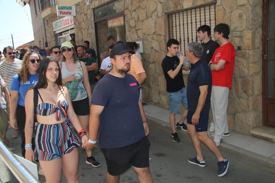 Los minibueyes triunfan en Castellanos de Villiquera