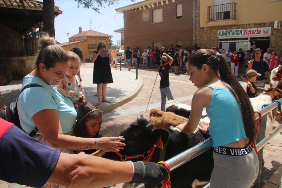 Los minibueyes triunfan en Castellanos de Villiquera