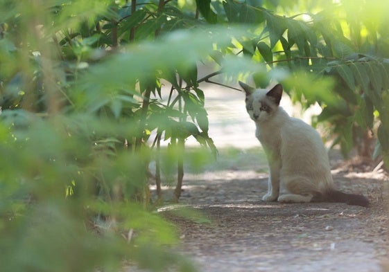 Gato en una colonia de la ciudad de Salamanca.