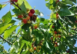 Cerezos, esta primavera, en una explotación de la Sierra.