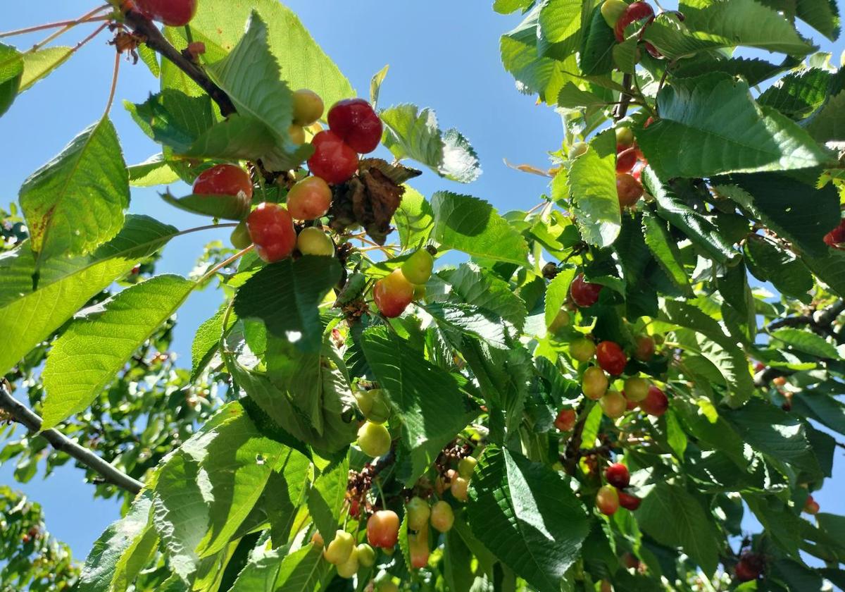 Cerezos, esta primavera, en una explotación de la Sierra.