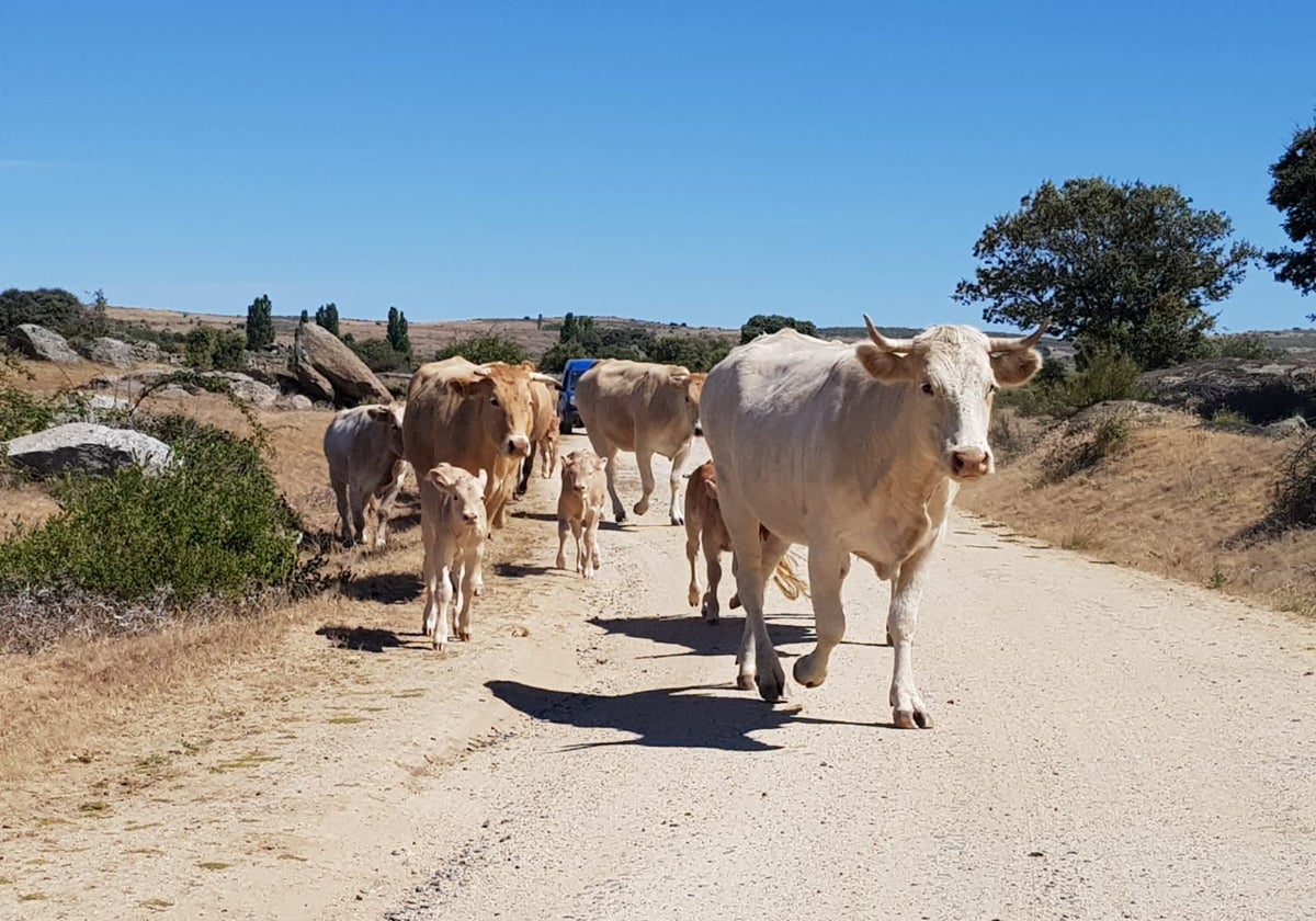 Vacas y terneros, en un momento de cambio de pastos.