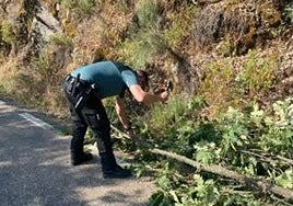 Un agente de la Guardia Civil de Salamanca, durante la intervención.