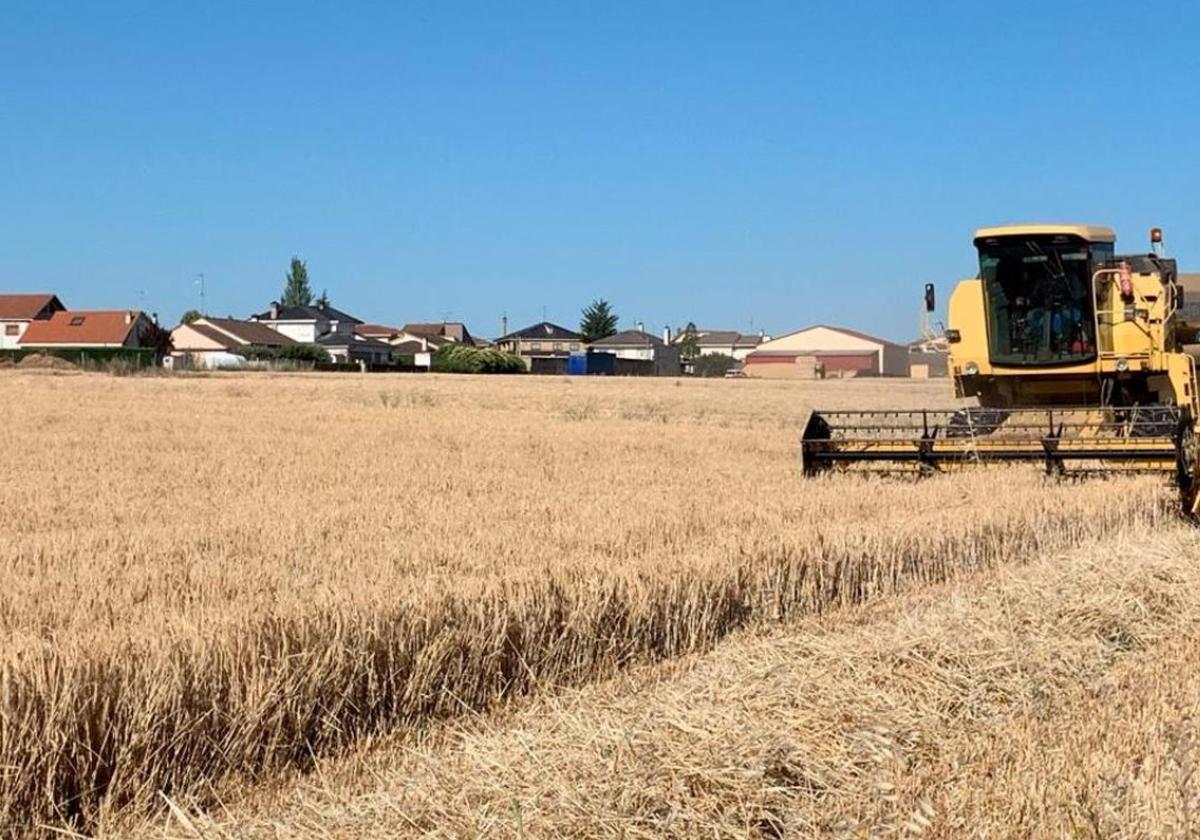 Cosecha de cereal en la provincia salmantina.