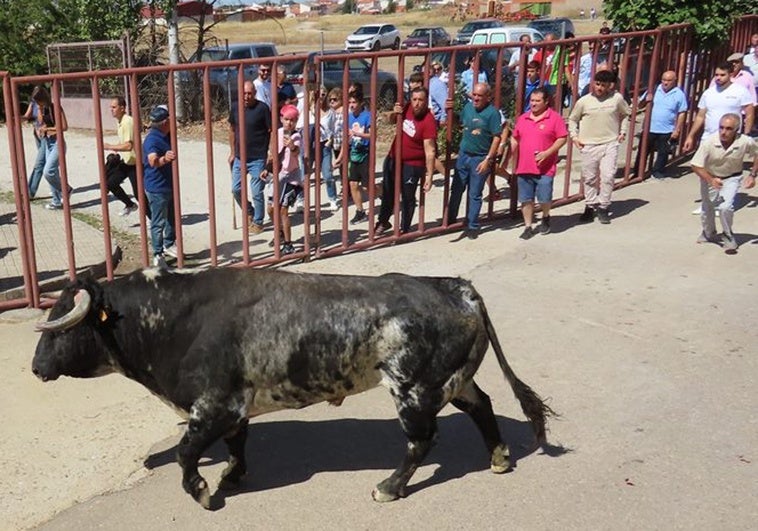Toro del cajón en Macotera.