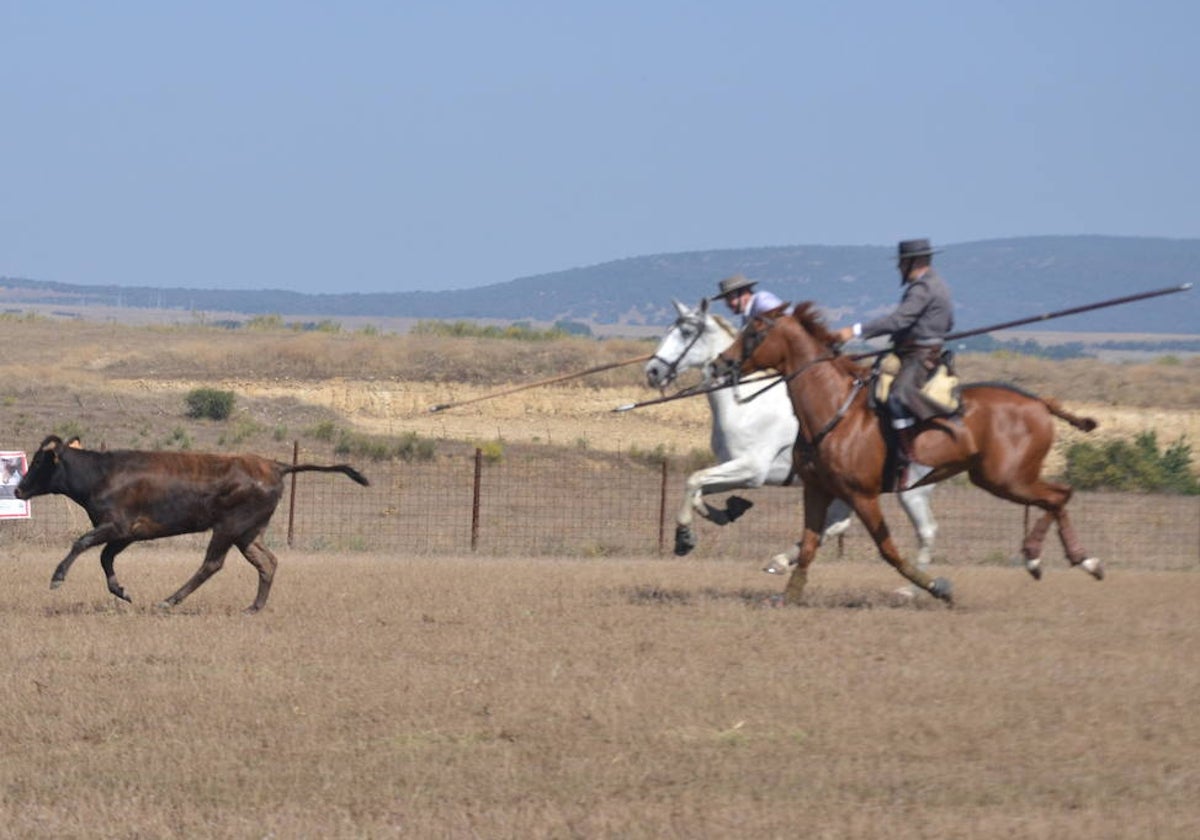 Un lance del concurso del verano pasado en Ciudad Rodrigo