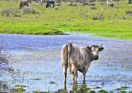 Ganado, en un campo con exceso de agua.