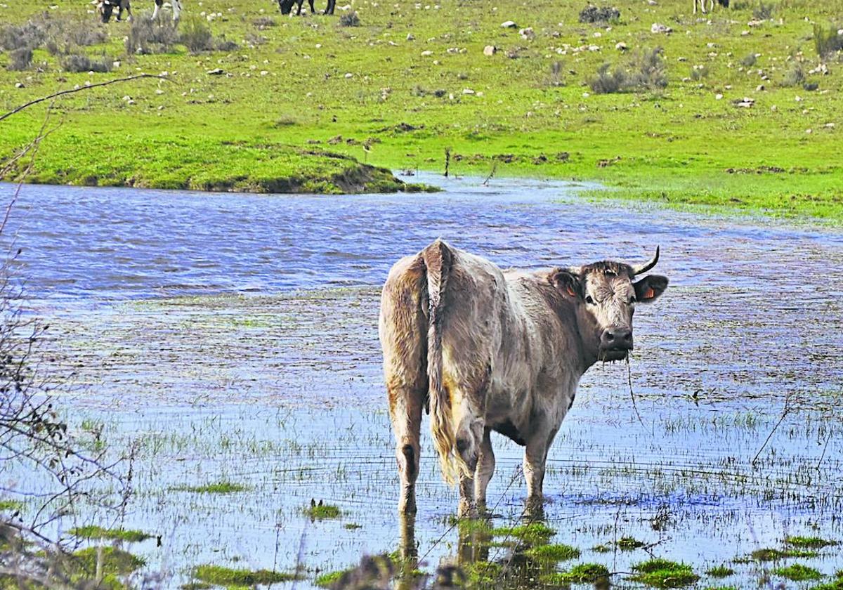 Ganado, en un campo con exceso de agua.