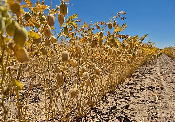 Garbanzos de Pedrosillo, casi a punto para la cosecha en una parcela de La Armuña.