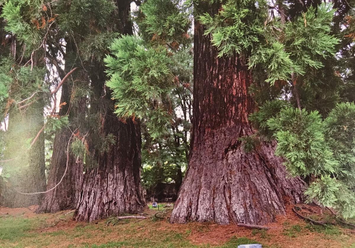 Troncos de los cuatro Pinos de Zorita.