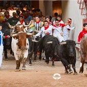Los toros de Miura, a su llegada al coso en el encierro de esta mañana.