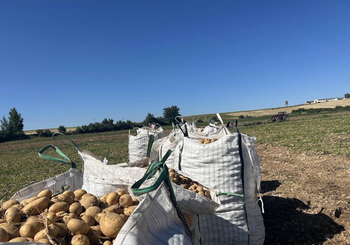 Patatas, en la tierra, para su recogida.