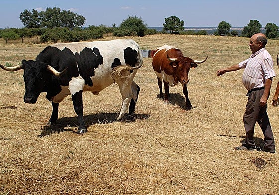José Crego, en una de las fincas donde pastan los bueyes de su explotación.