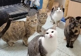 Varios felinos en el interior de la asociación 'Doñigatos'.