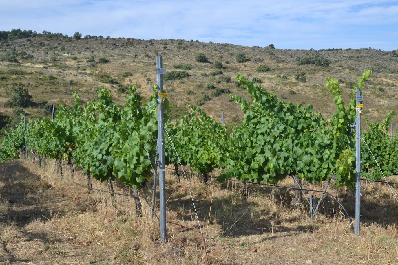 Las Arribes busca recuperar variedades únicas de uvas