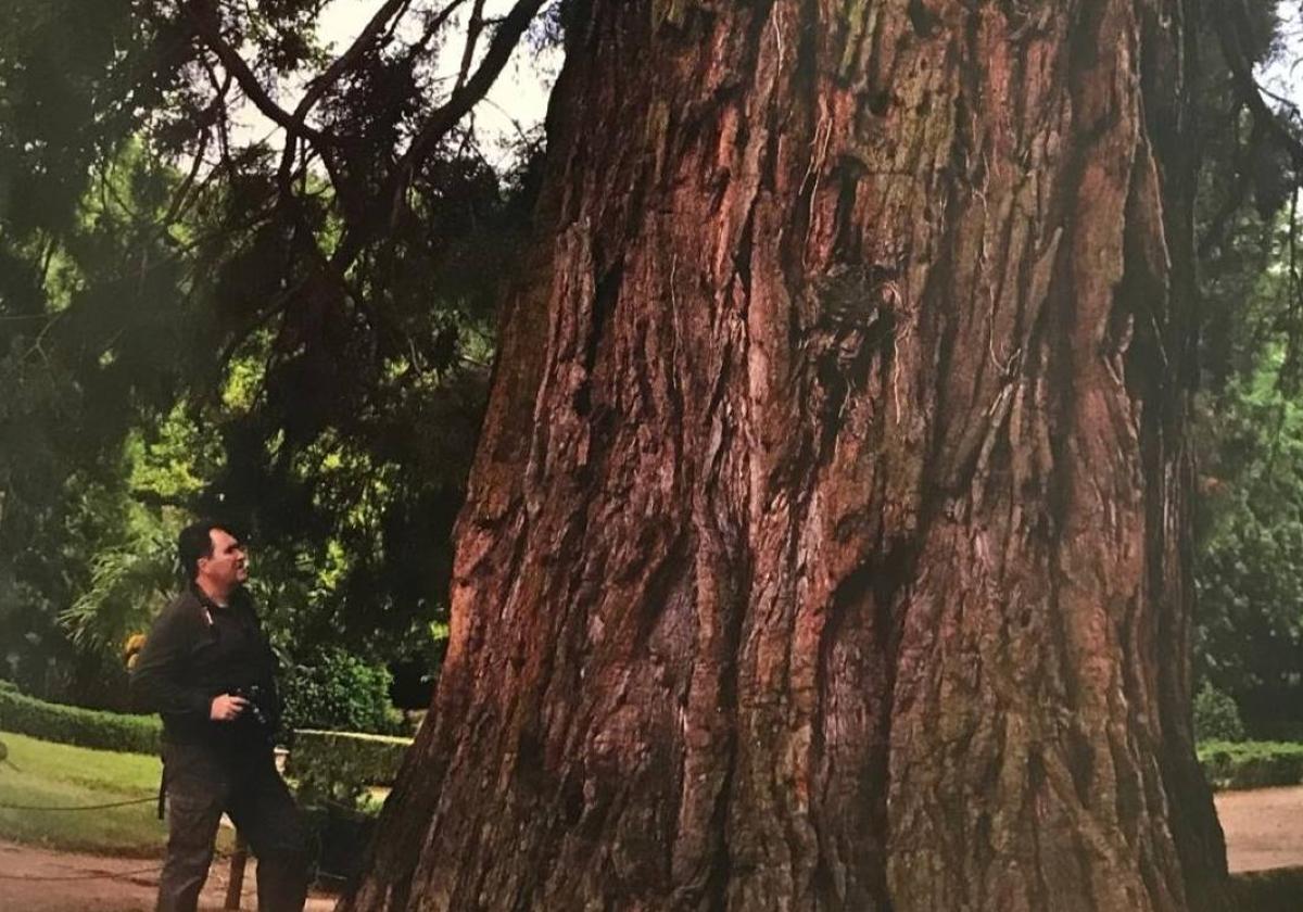 Tronco de la Secuoya Gigante de El Bosque.