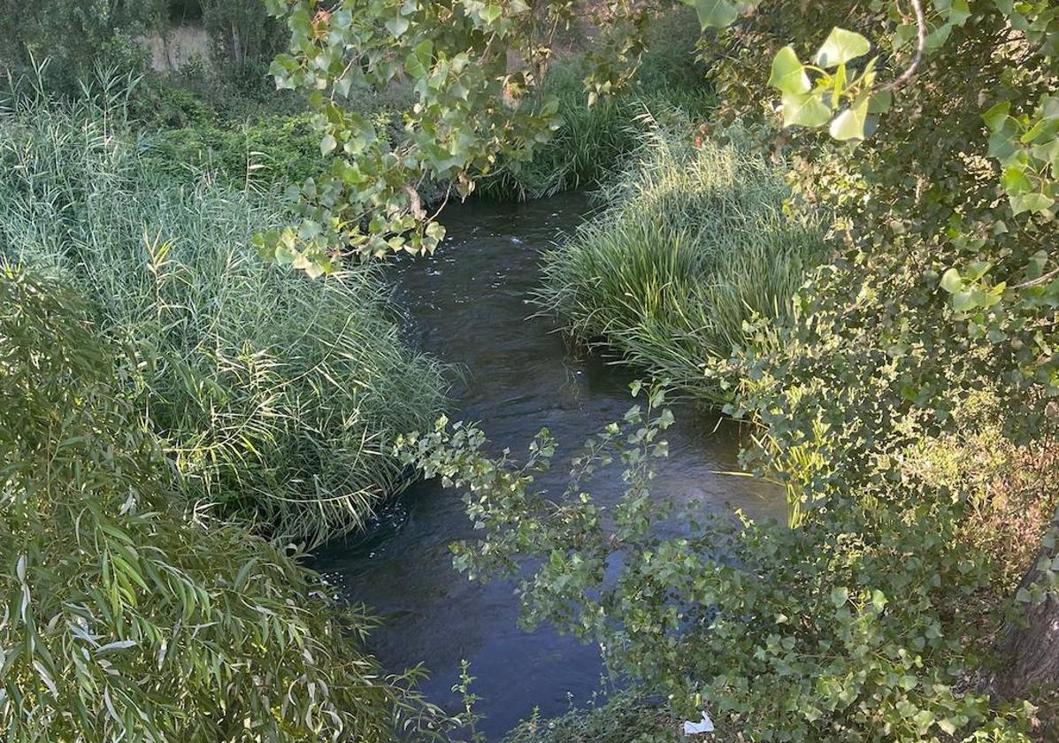 El canal de regatas construido por la CHD está lleno de vegetación.
