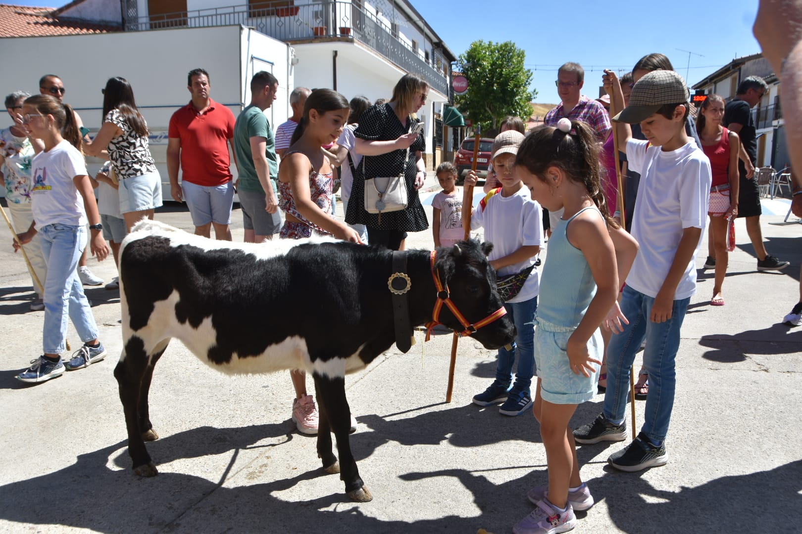 Multitudinario encierro con mini bueyes en Matilla