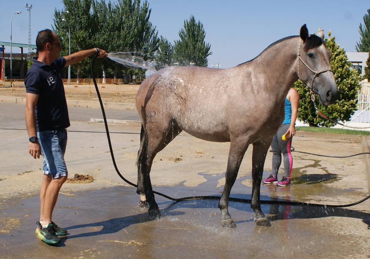 Un caballo de pura raza es duchado para sofocar el calor.