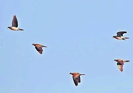 Tórtolas en vuelo en la provincia de Salamanca.