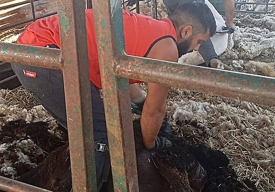 Esquiladores trabajando en Calvarrasa de Arriba.