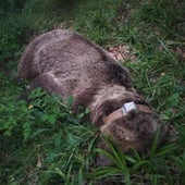 Imagen del oso, ya fallecido.