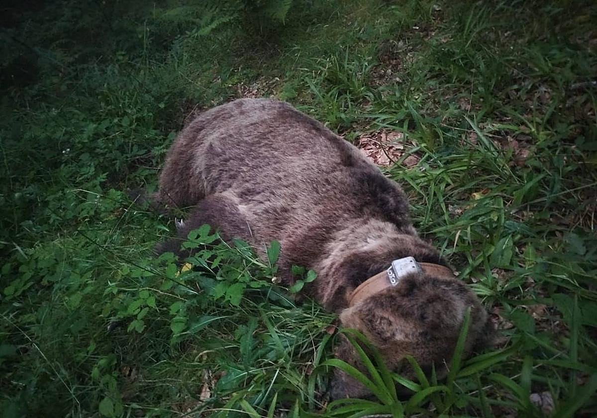 Imagen del oso, ya fallecido.