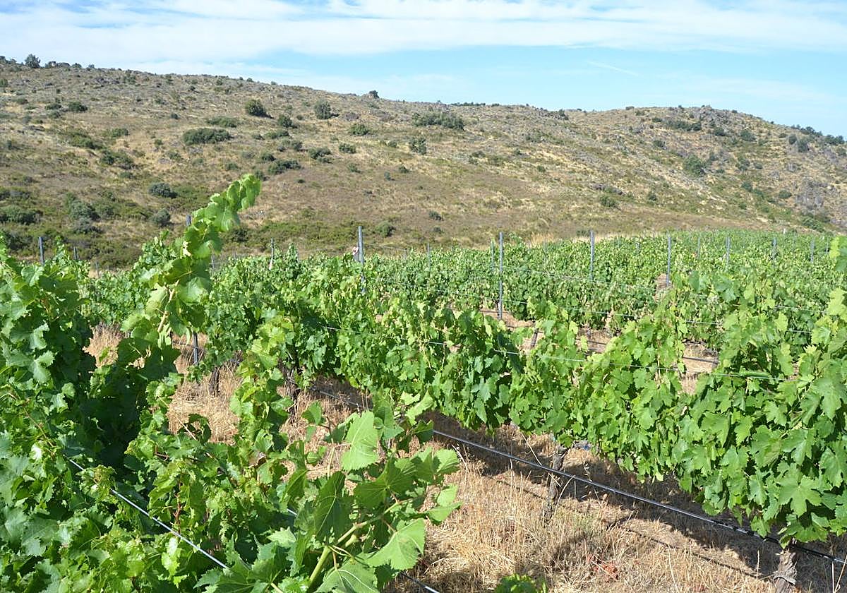 Un viñedo ubicado en la de las Arribes del Duero.