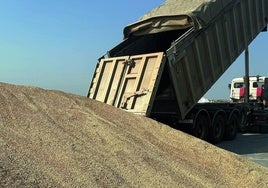 Un camión descarga trigo en La Vellés, con la cosecha a punto de finalizar.
