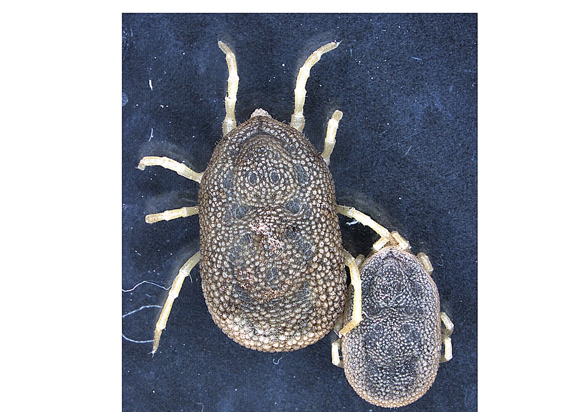 Ejemplares macho y hembra de la garrapata de la especie Ornithodoros erraticus.